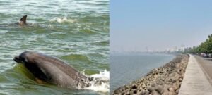 dolphin